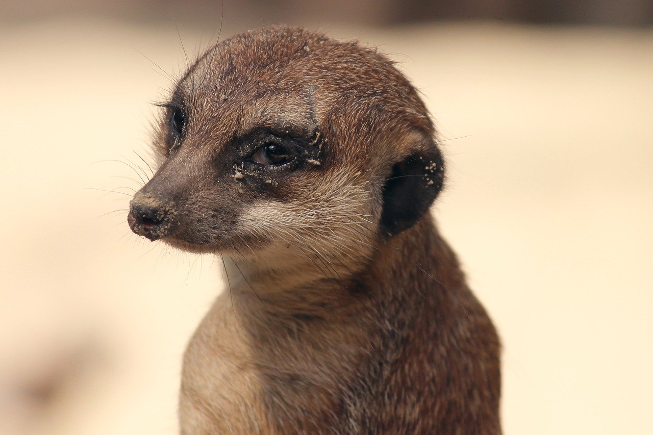 meerkat, suricate, mongoose-7796747.jpg